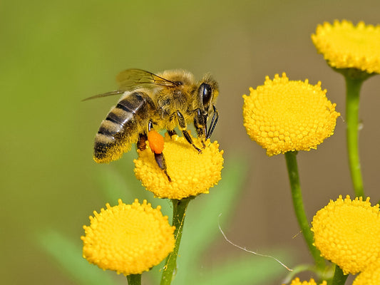 An Introduction to the Diverse World of Bees