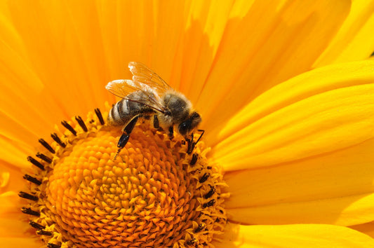 Yellowknife Plan Bee Community Science