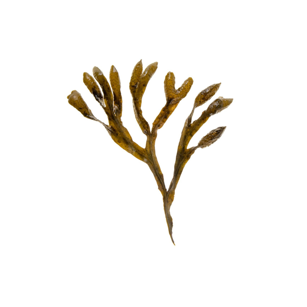 Sérum visage Tranquilité - Pour peaux grasses