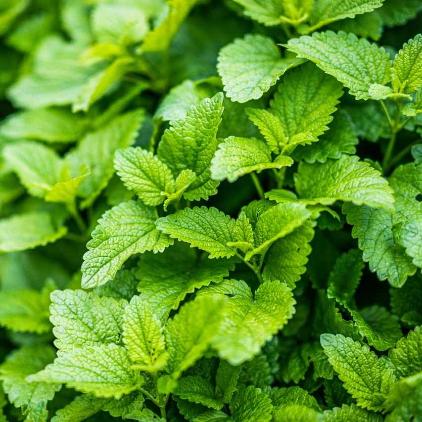 Tranquility Facial Exfoliant - For Oily Skin
