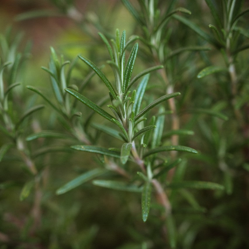 Masque facial Tranquillité - Pour peaux grasses