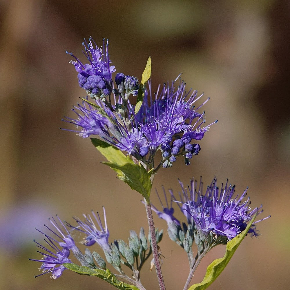 Botanicals Facial Serum - For Combination Skin
