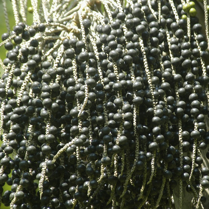 Acai