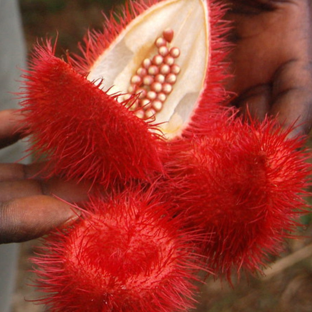 Annatto Seed