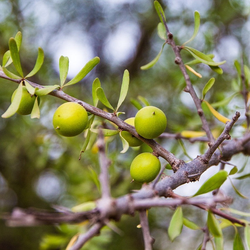 Kakadu Plum