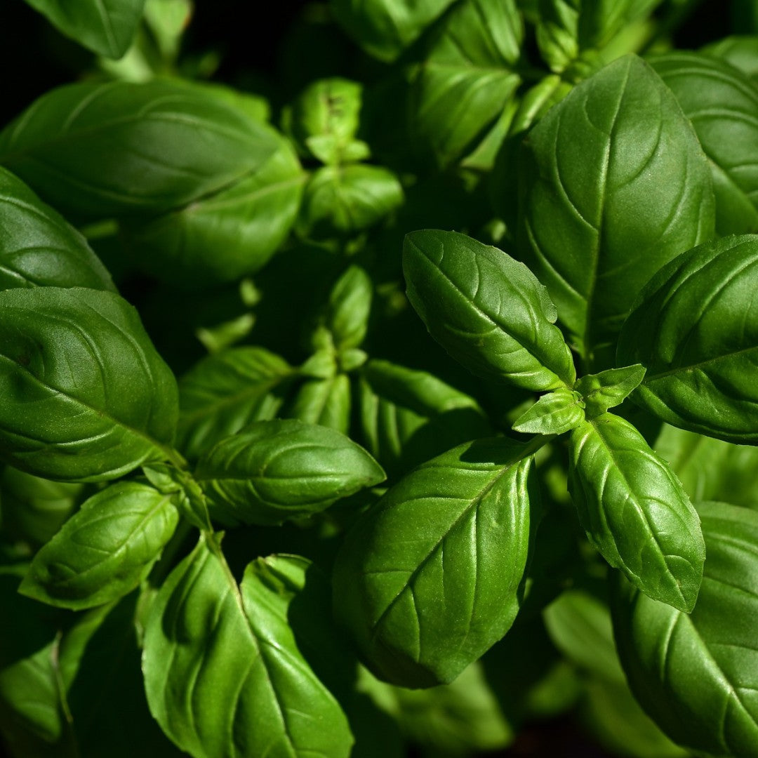 Basil