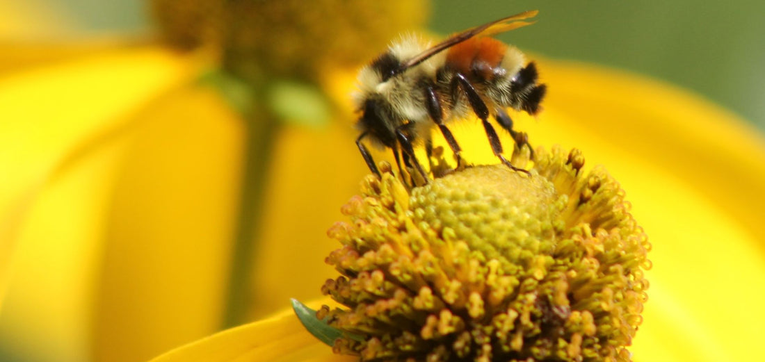 Where Do Pollinators Go in the Winter?