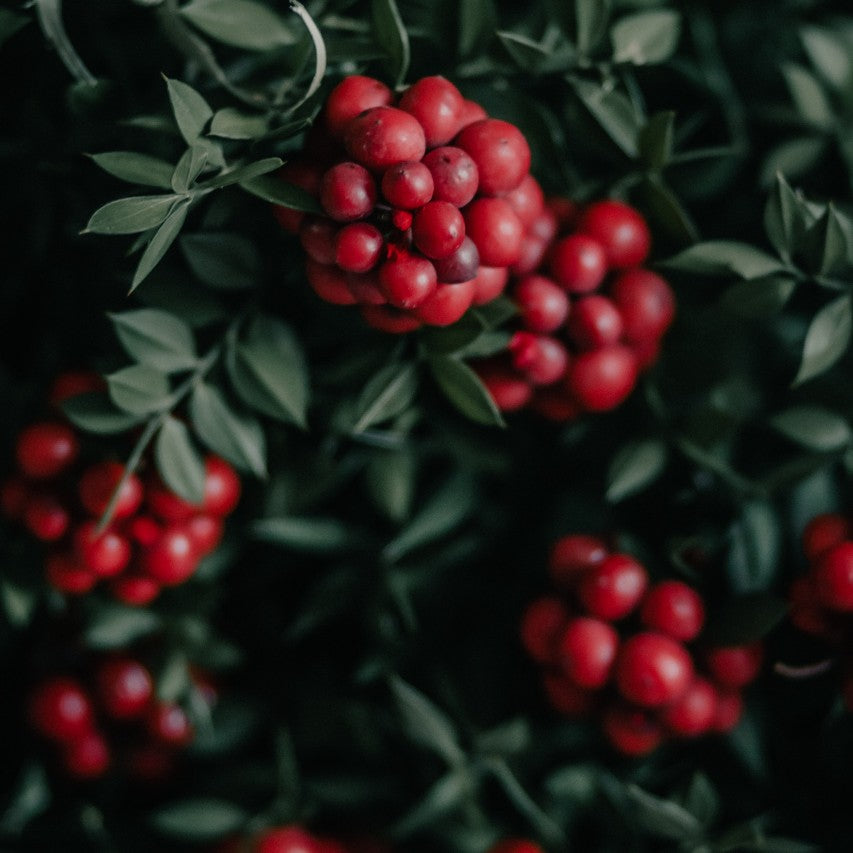Butchers Broom