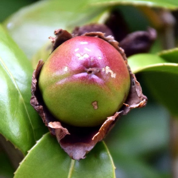 Camellia Seed Oil