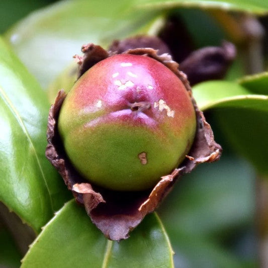 Camellia Seed Oil
