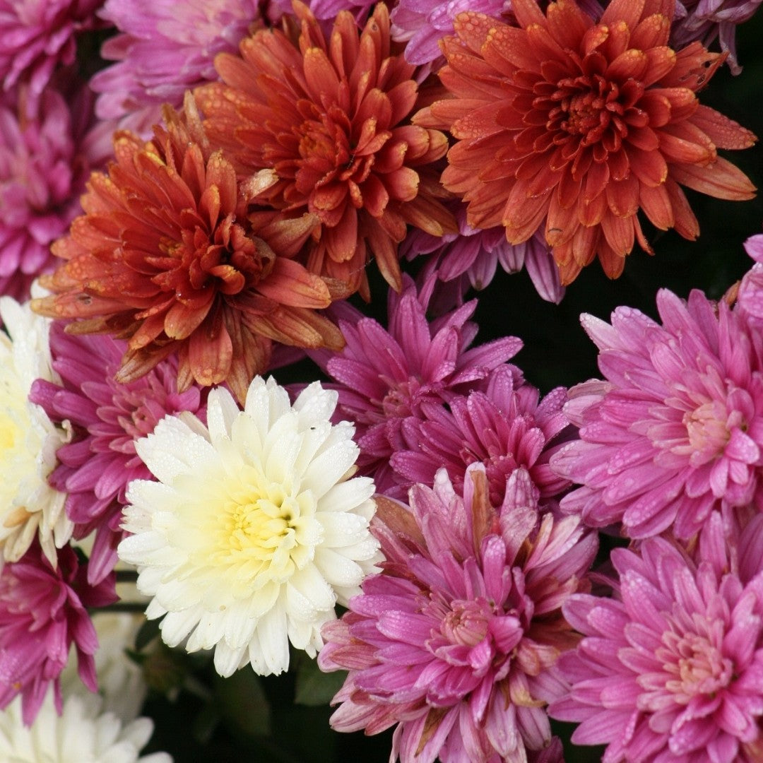 Chrysanthem
