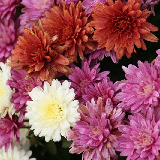 Chrysanthem