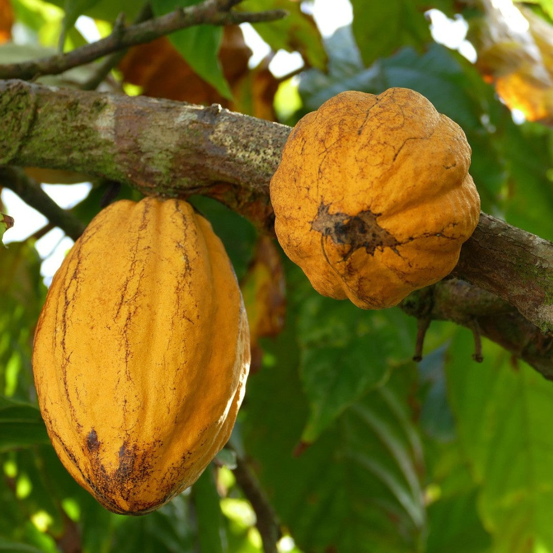 Cocoa