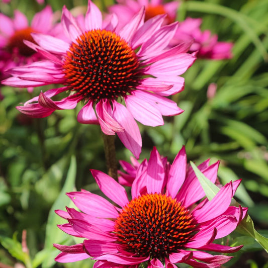 Echinacea
