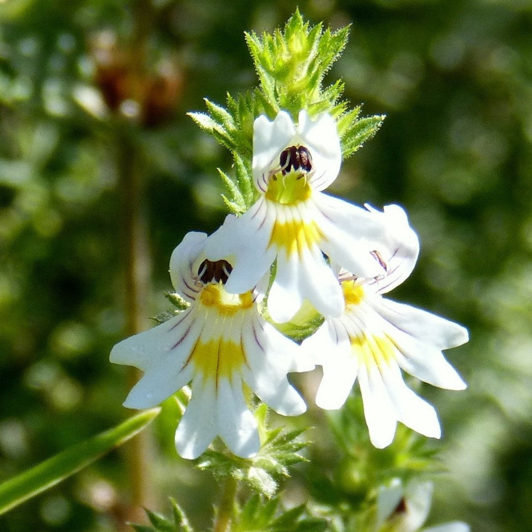 Eyebright Flower