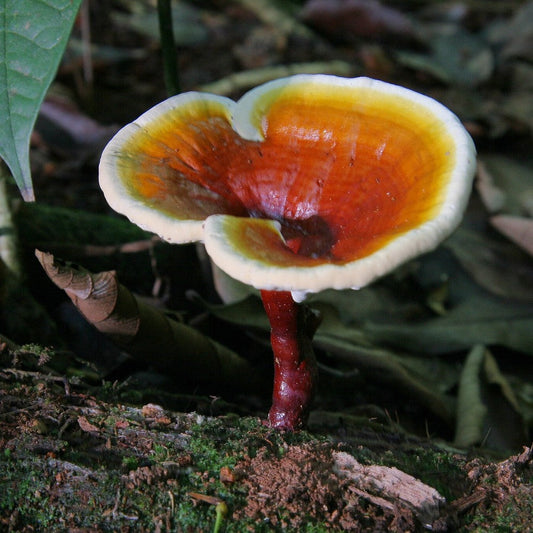 Mushroom