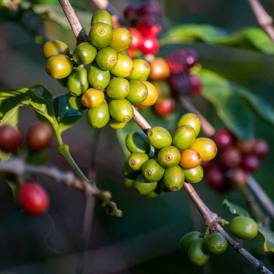 Green Coffee Berry