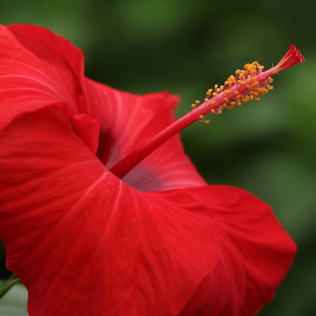 Hibiscus