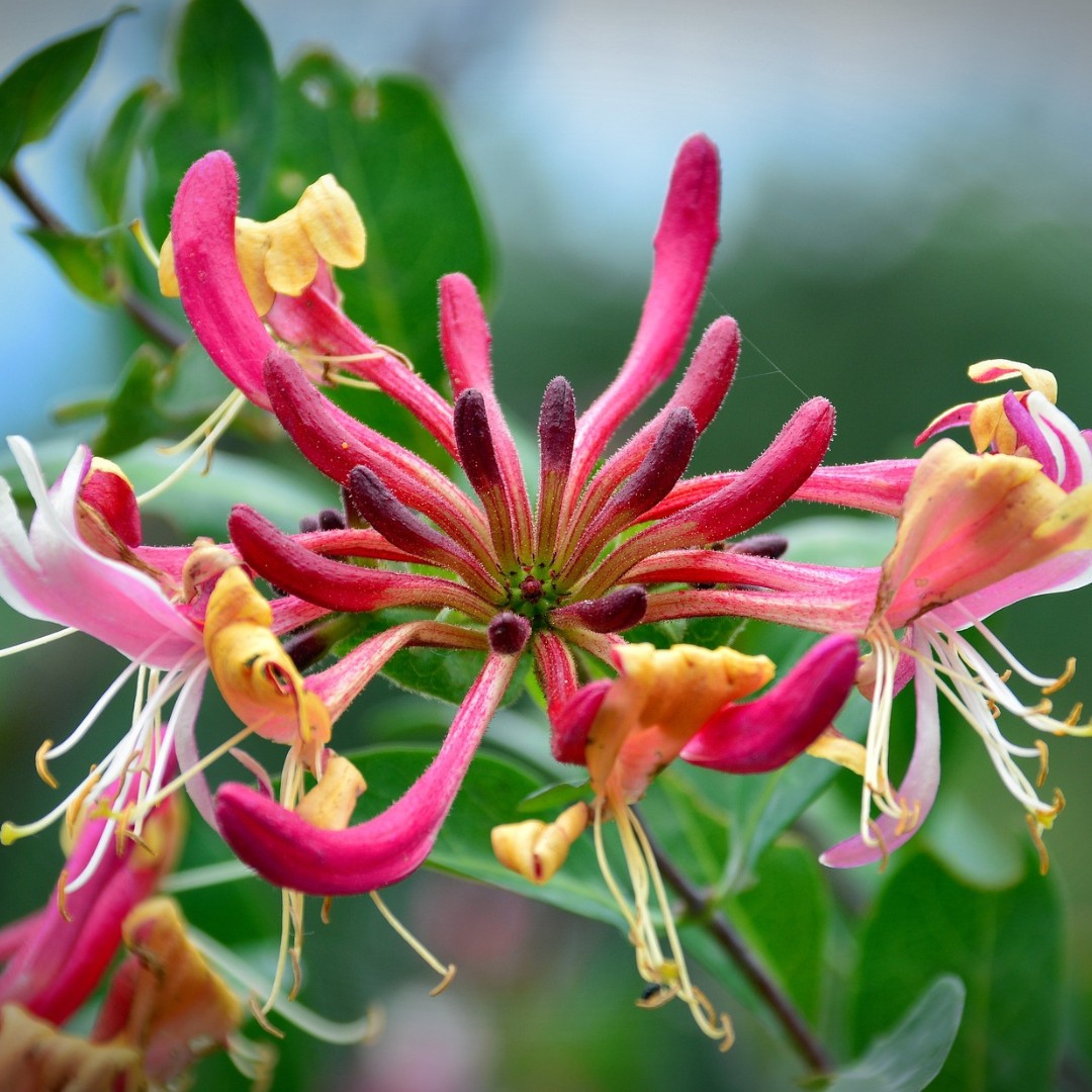Honeysuckle