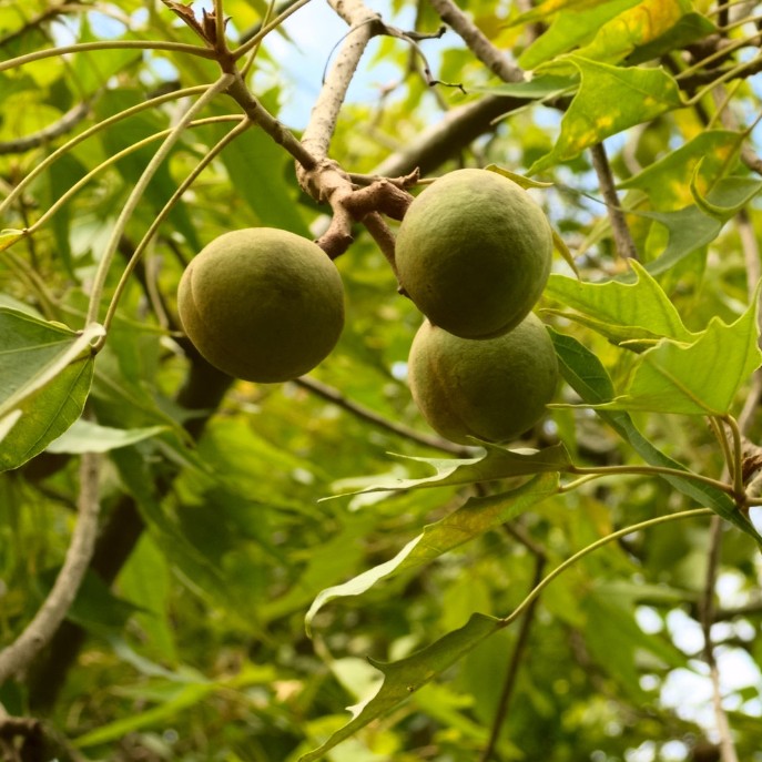 Kukui Seed Oil