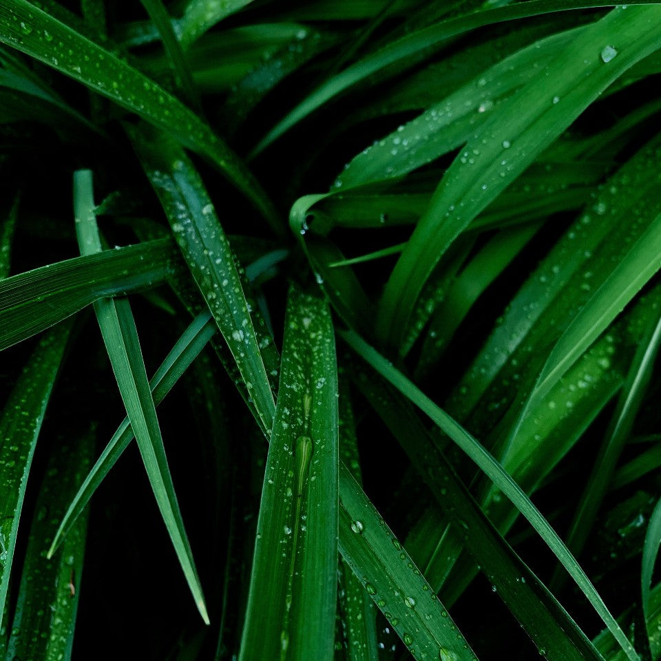 Lemongrass Essential Oil