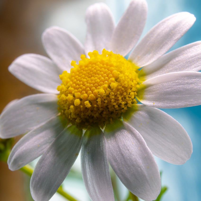 Chamomile (Matricaria Recutita)