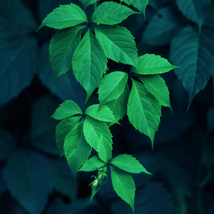 Neem Leaf