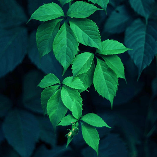 Neem Leaf