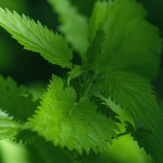 Nettle Leaf