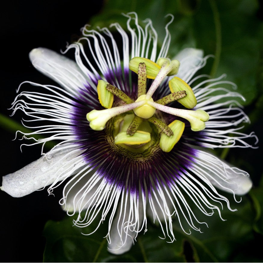 Passionflower (Passiflora Incarnata)