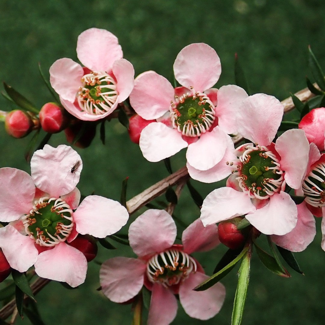 Tea Tree