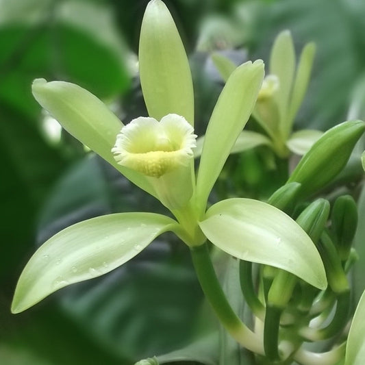 Vanilla