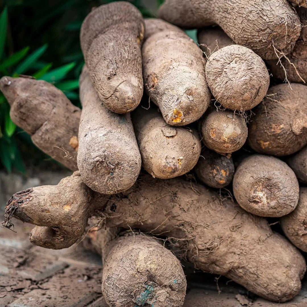 Wild Yam