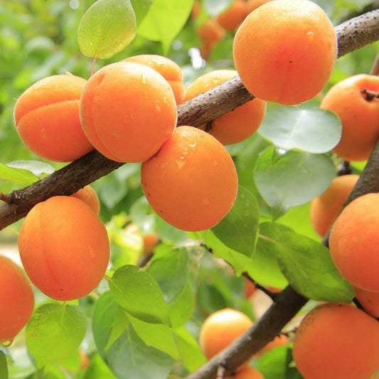 Apricot Oil