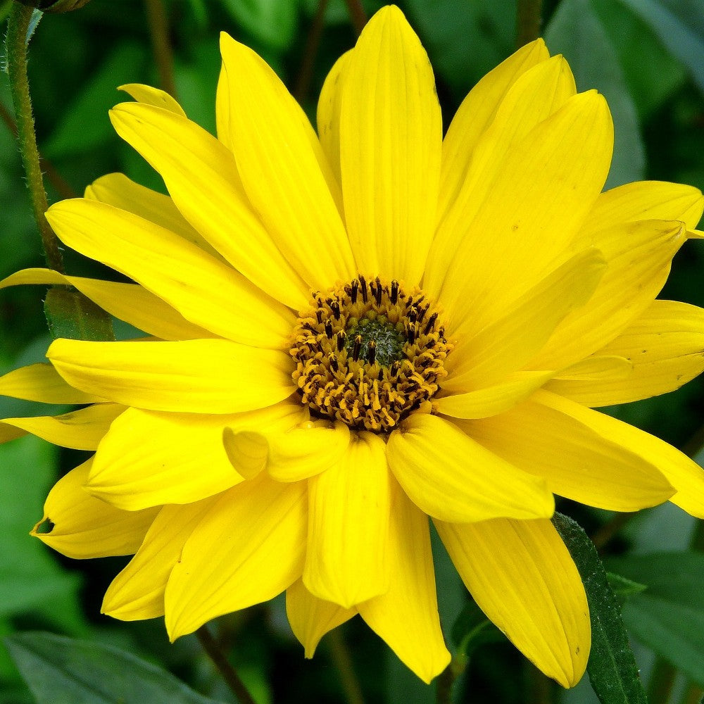 Arnica Extract