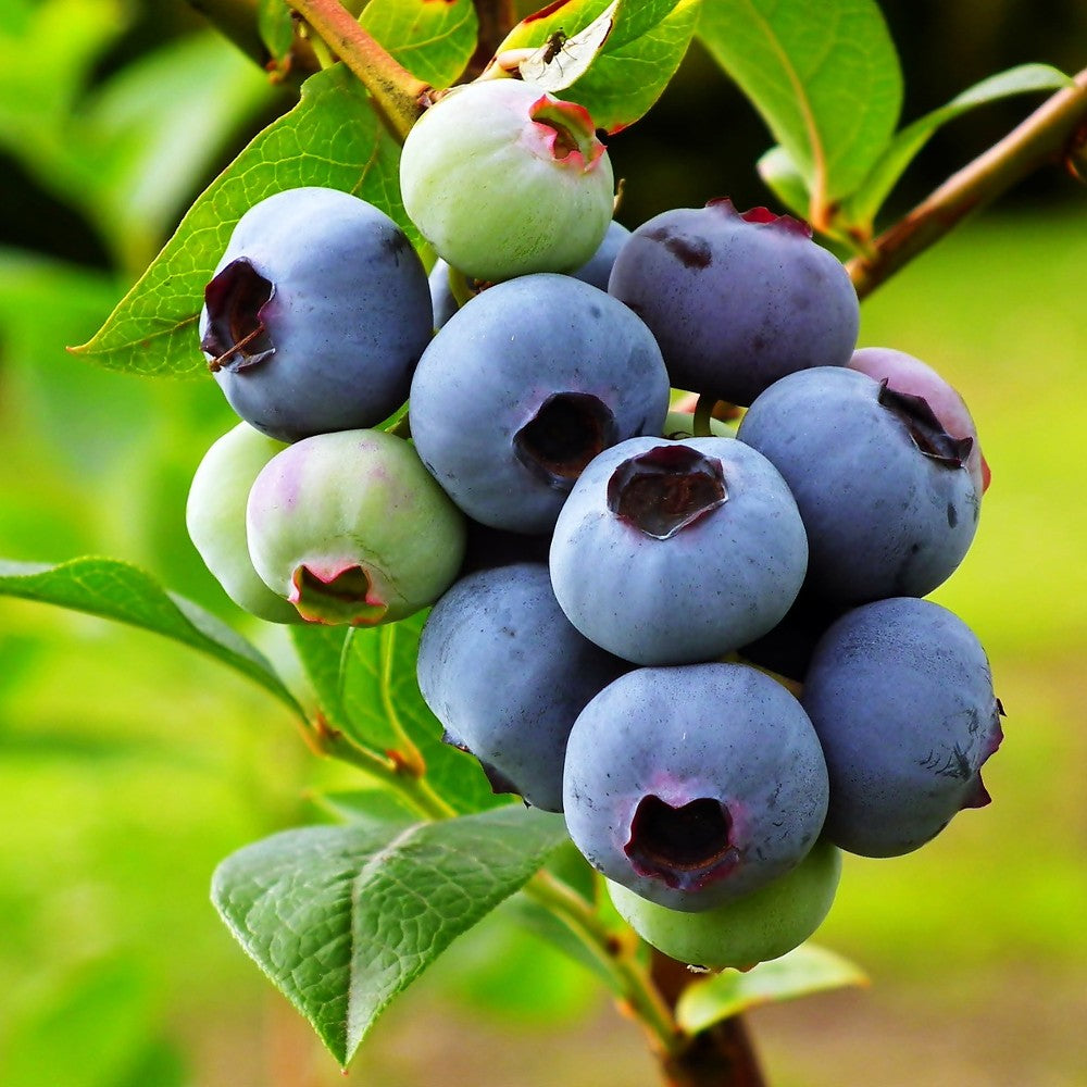 Bilberry Leaf