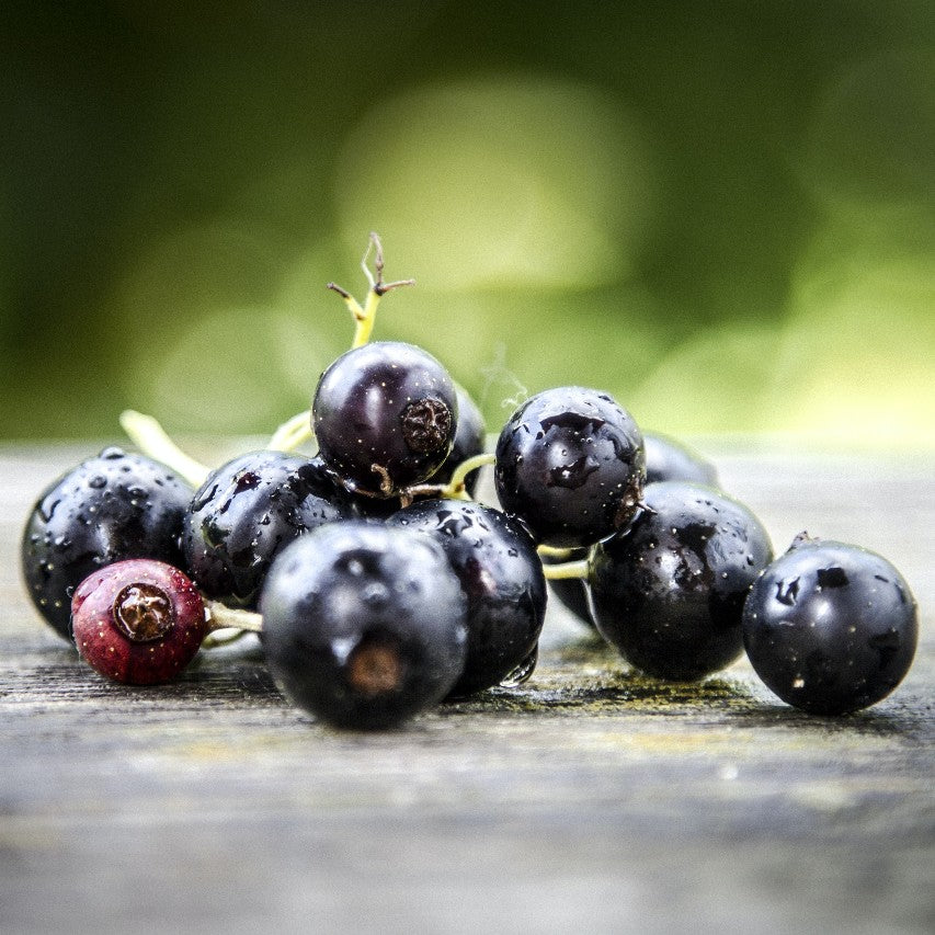 Black Currant Seed