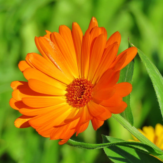 Calendula Extract