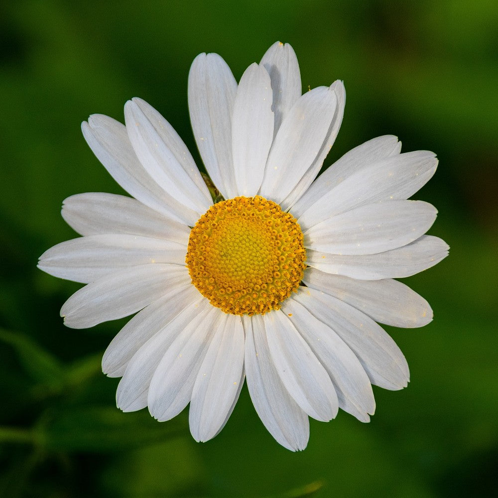 Chamomile