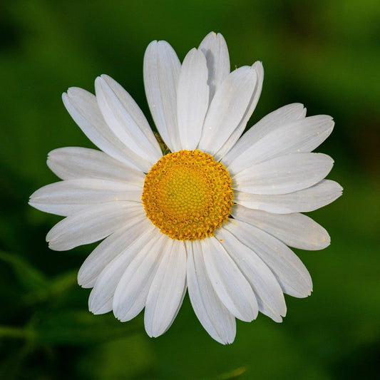 Chamomile