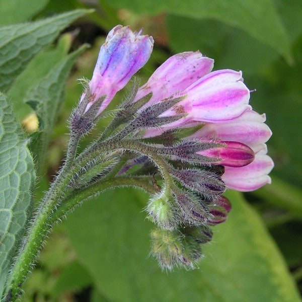 Comfrey Leaf Extract