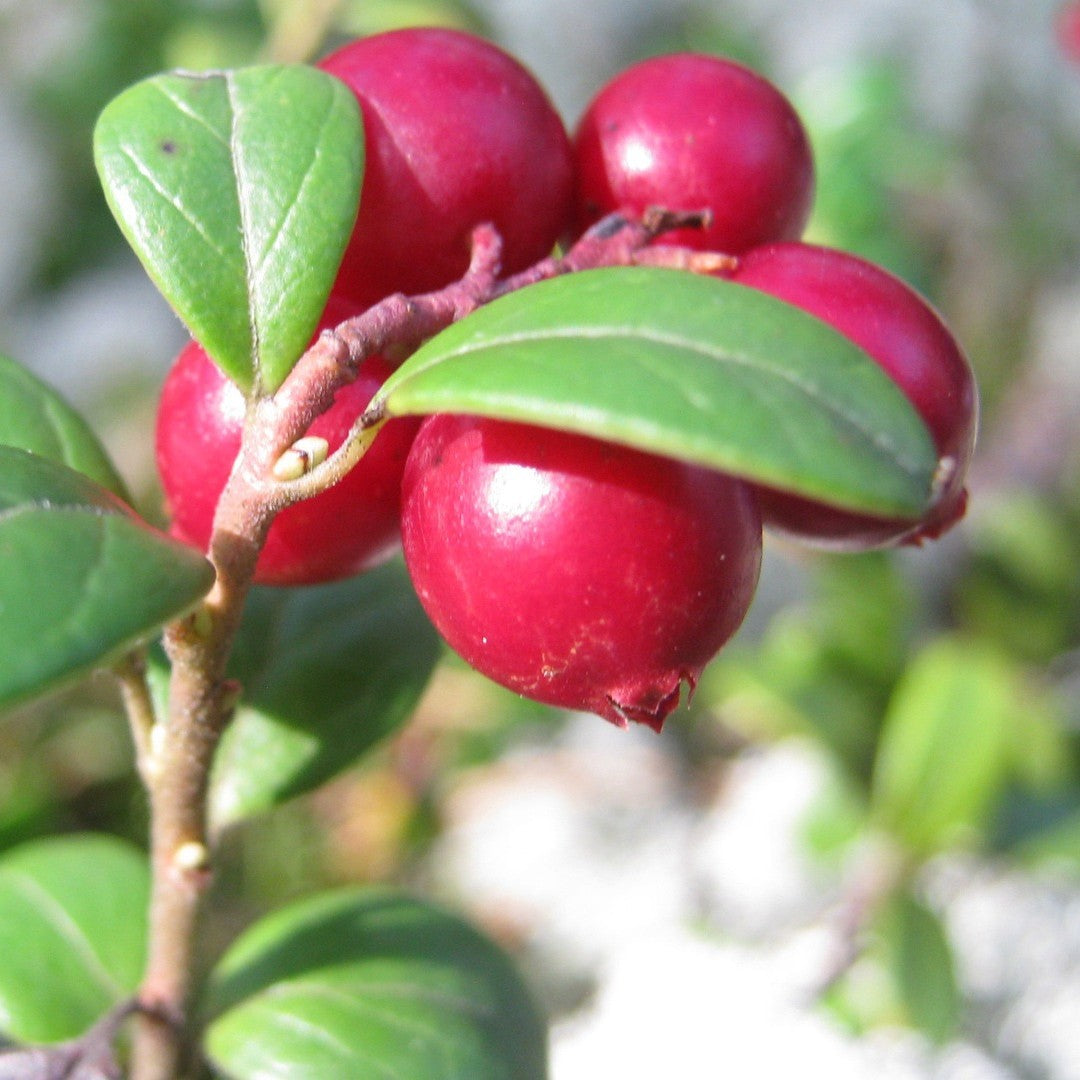 Cranberry