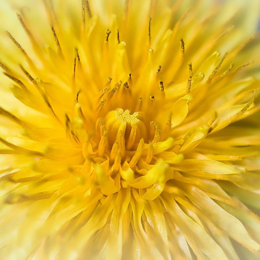 Dandelion Extract
