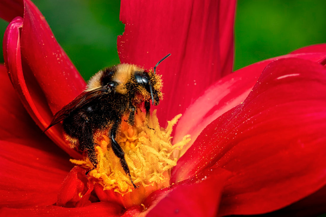 denéva Creates Buzz with Bee Protection Foundation