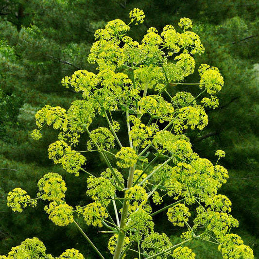 Ferula Assa Foetida Root Extract