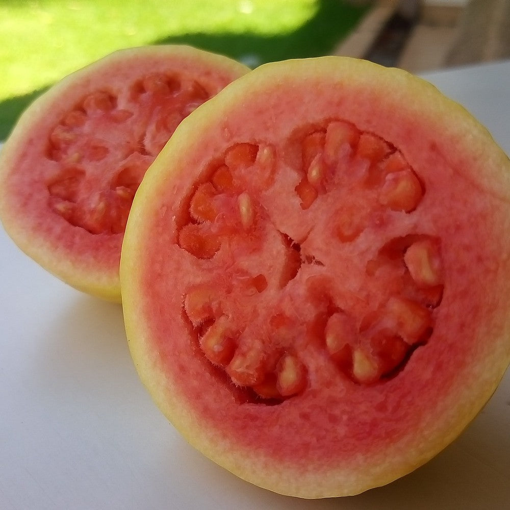 Guava