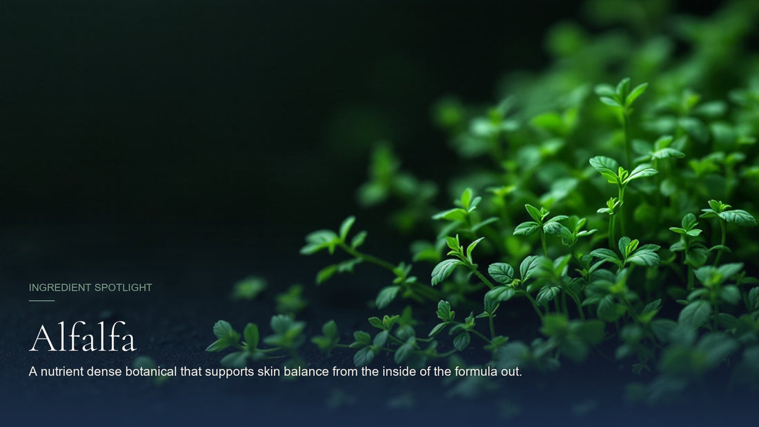 Alfalfa, ingredient spotlight hero image