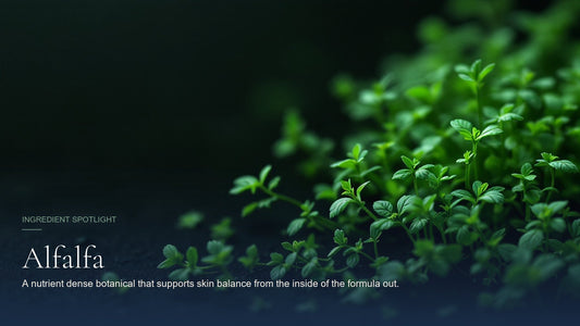 Alfalfa, ingredient spotlight hero image