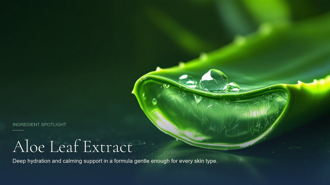 Aloe Leaf Extract, ingredient spotlight hero image