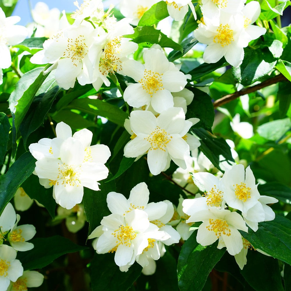 Jasmine